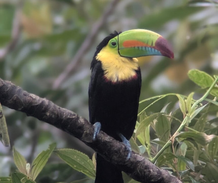 Bijagua Rainforest - Tours-Bijagua de Upala必去景点