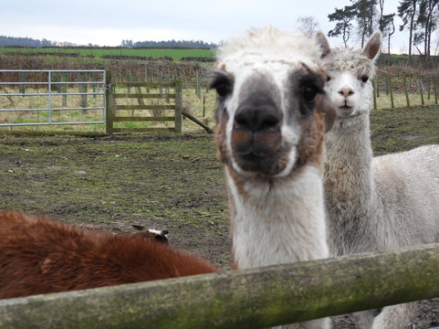 Matlock Farm Park-马特洛克必去景点