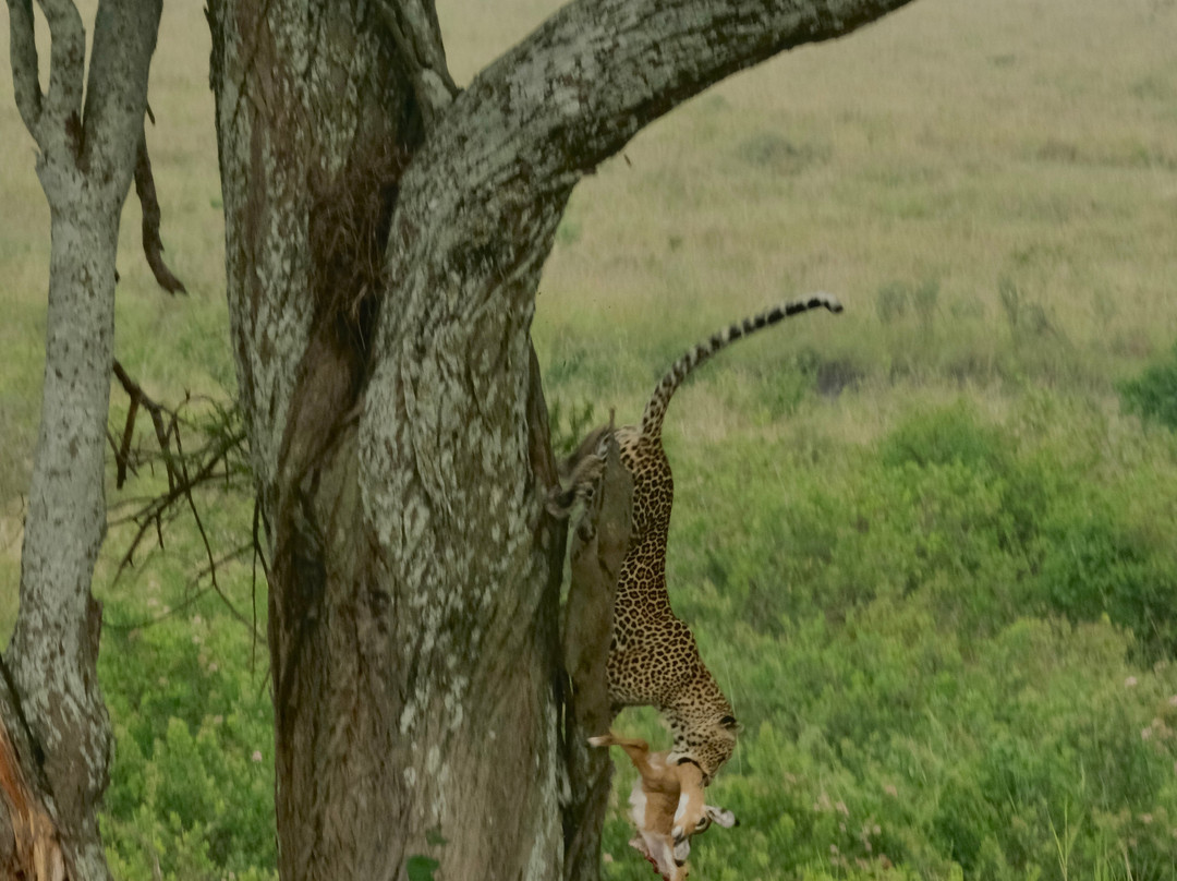 Meijo Safaris-阿鲁沙区必去景点