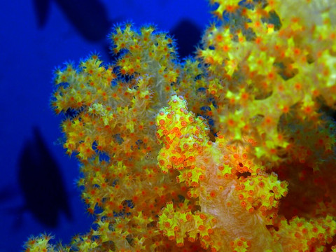 Hanimaadhoo Dive and Watersports-哈霓玛阿都必去景点