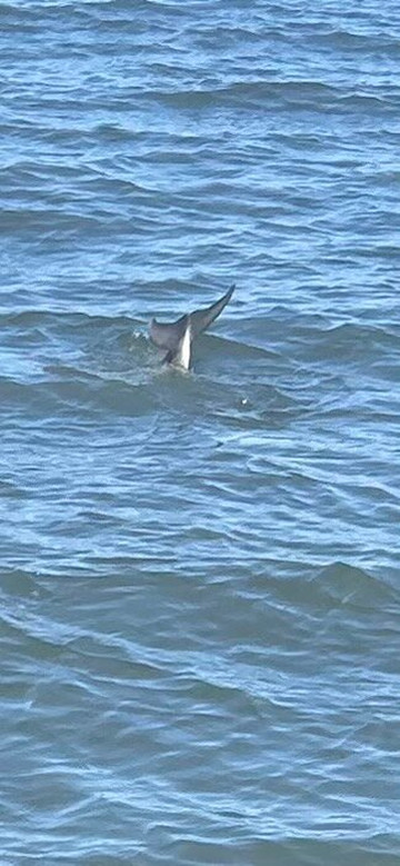 Good Natured River Tours-墨尔本必去景点