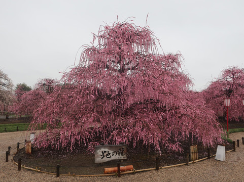 Suzuka Forest Garden-铃鹿市必去景点