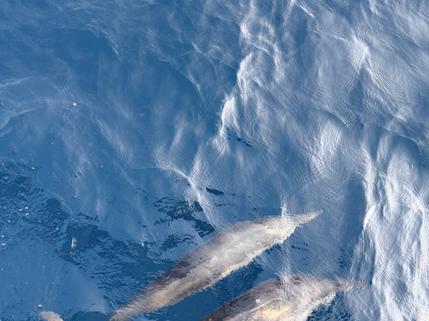 Sub Oceanic at Le Méridien Maldives Resort & Spa-Thilamaafushi必去景点