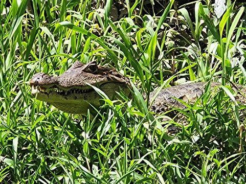 Sarapiqui River-Province of Heredia必去景点