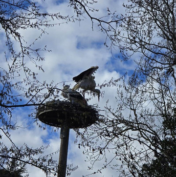 Parc À Cigognes-Cernay必去景点