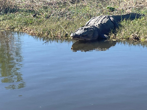 Ragin Cajun Airboat Tours-新奥尔良必去景点
