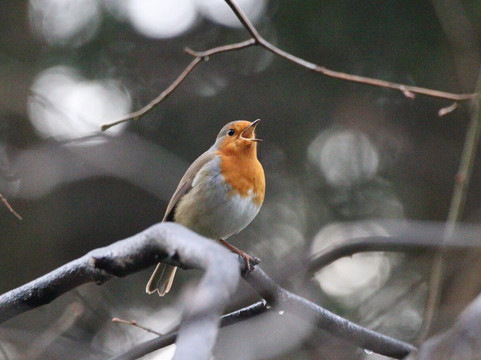 Bromley Palace Park-布罗姆利必去景点