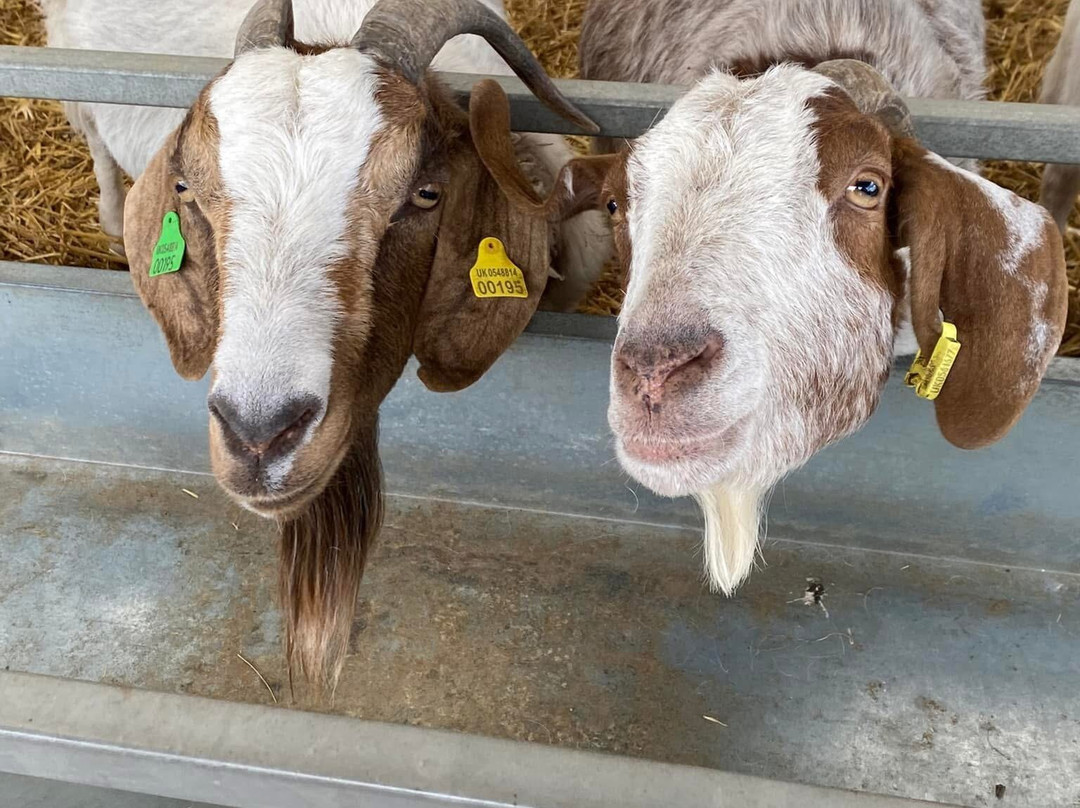 Dalscone Farm Fun-邓弗里斯必去景点