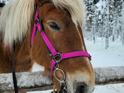 Polar Lights Tours-Sirkka必去景点