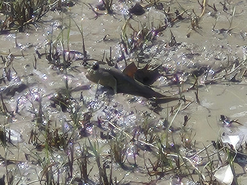 Sky Mirror-瓜拉雪兰莪必去景点