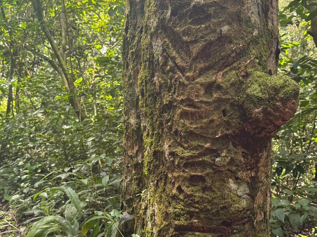 Square Trees Nature Trail Arboles Cuadrados-安东谷必去景点