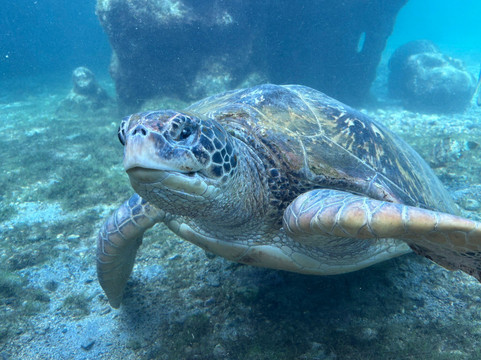 Kélonia-圣亮必去景点