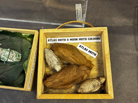 Butterfly Wonderland-斯科茨代尔必去景点