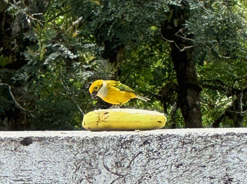 Las Cruces Biological Station and Wilson Botanical Garden-San Vito必去景点