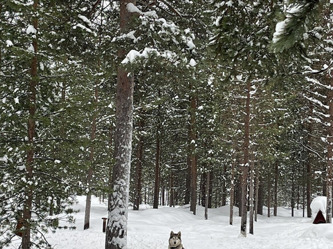 Taigausko Husky Experience-伊纳里必去景点