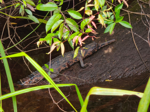 Bornean Orangutan Holiday