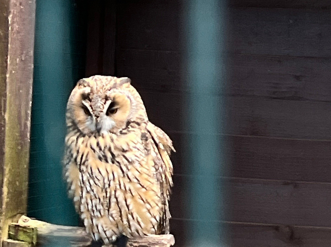 The Owls Trust-兰迪德诺必去景点