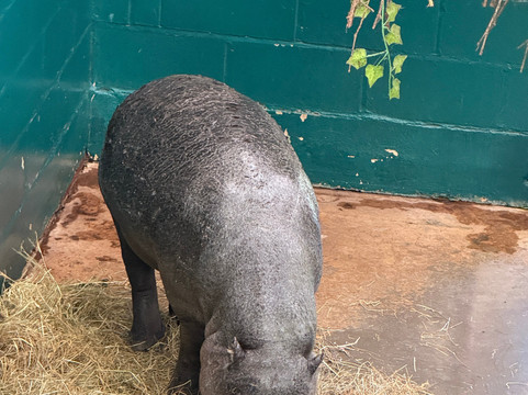 Marwell Zoo-温彻斯特必去景点