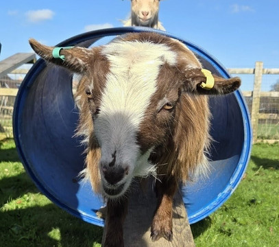Little Goats At Brockenhurst-Brockenhurst必去景点