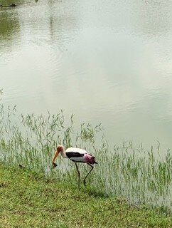 Ashintha Tours & Taxi Service Koggala-克拉必去景点