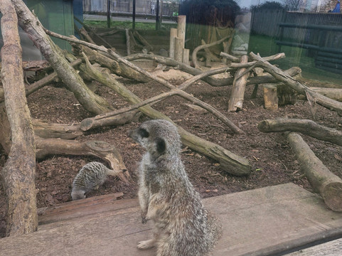 Tropiquaria Zoo-Washford必去景点