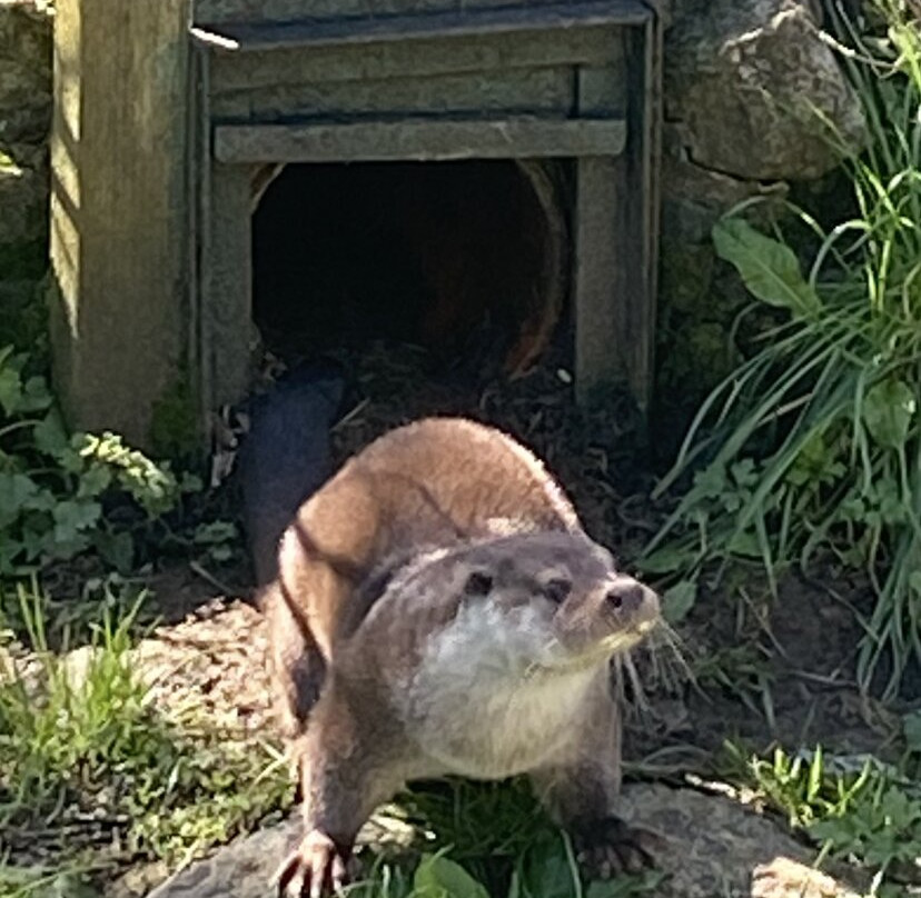 Buckfast Butterfly Farm And Dartmoor Otter Sanctuary-Buckfastleigh必去景点