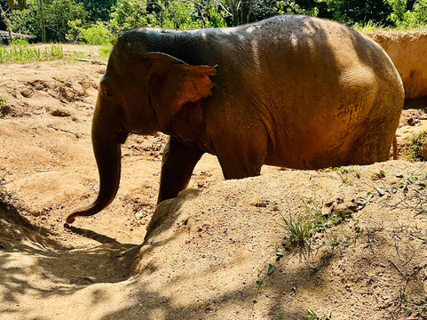 Phuket Elephant Nature Reserve-他朗必去景点
