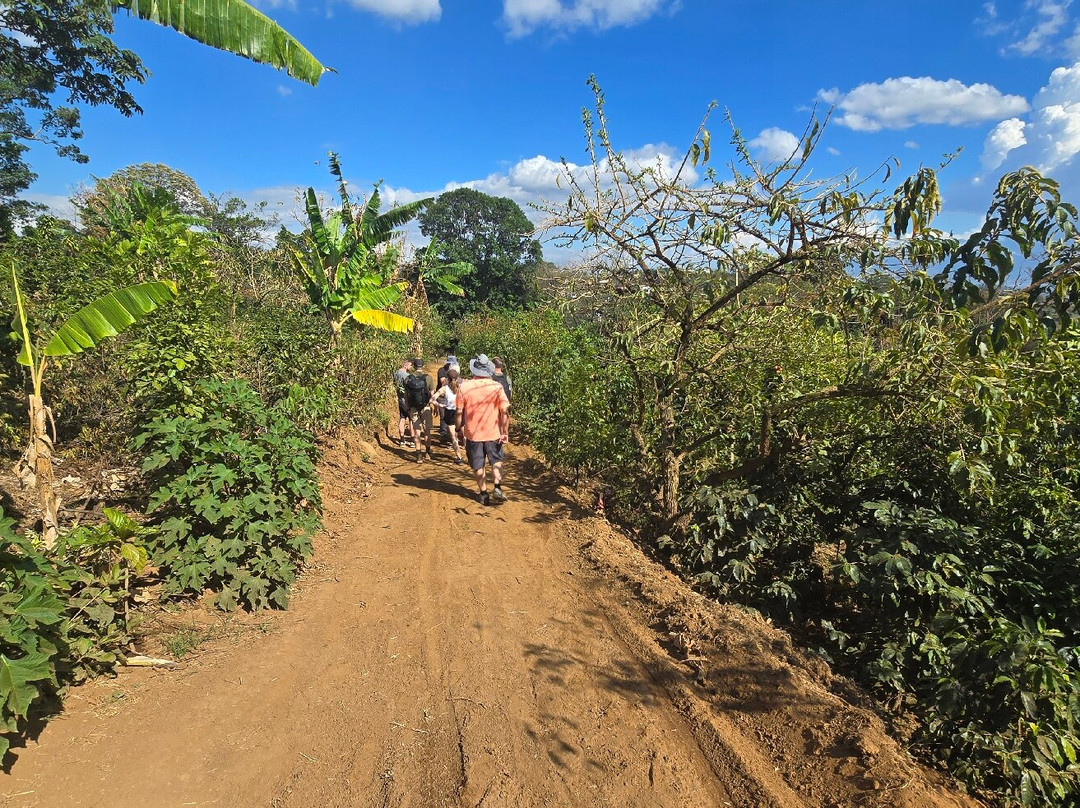 TIO JOSE COFFEE TOUR-葛雷西亚必去景点
