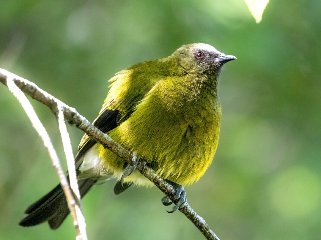 Orokonui Ecosanctuary-但尼丁必去景点