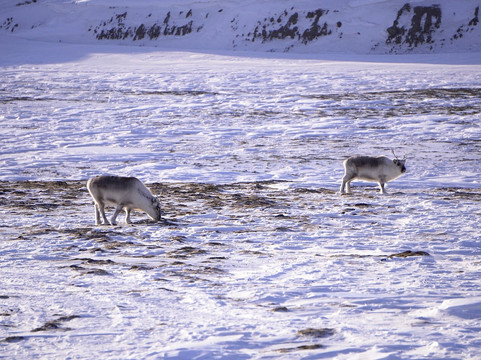 Poli Arctici-朗伊尔城必去景点