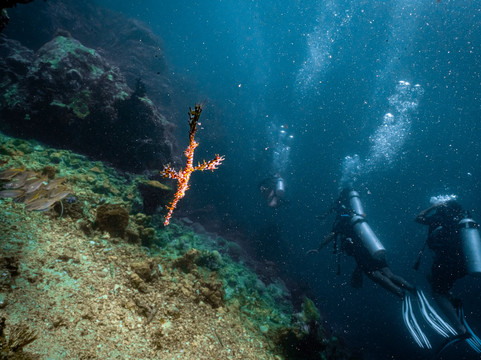Forra Diving - Day Tour-丽贝岛必去景点