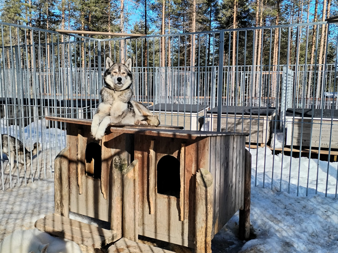 Arctic Circle Husky Park-罗瓦涅米必去景点