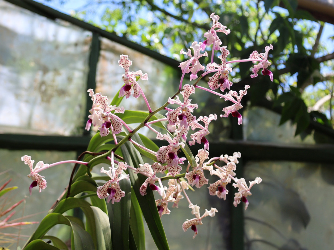 Monteverde Orchid Garden-圣埃伦娜必去景点