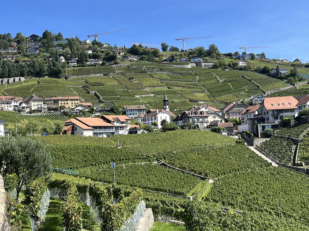 Lavaux Vineyard Terraces-居利必去景点