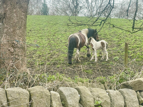 Queens Head Kettlesing主图