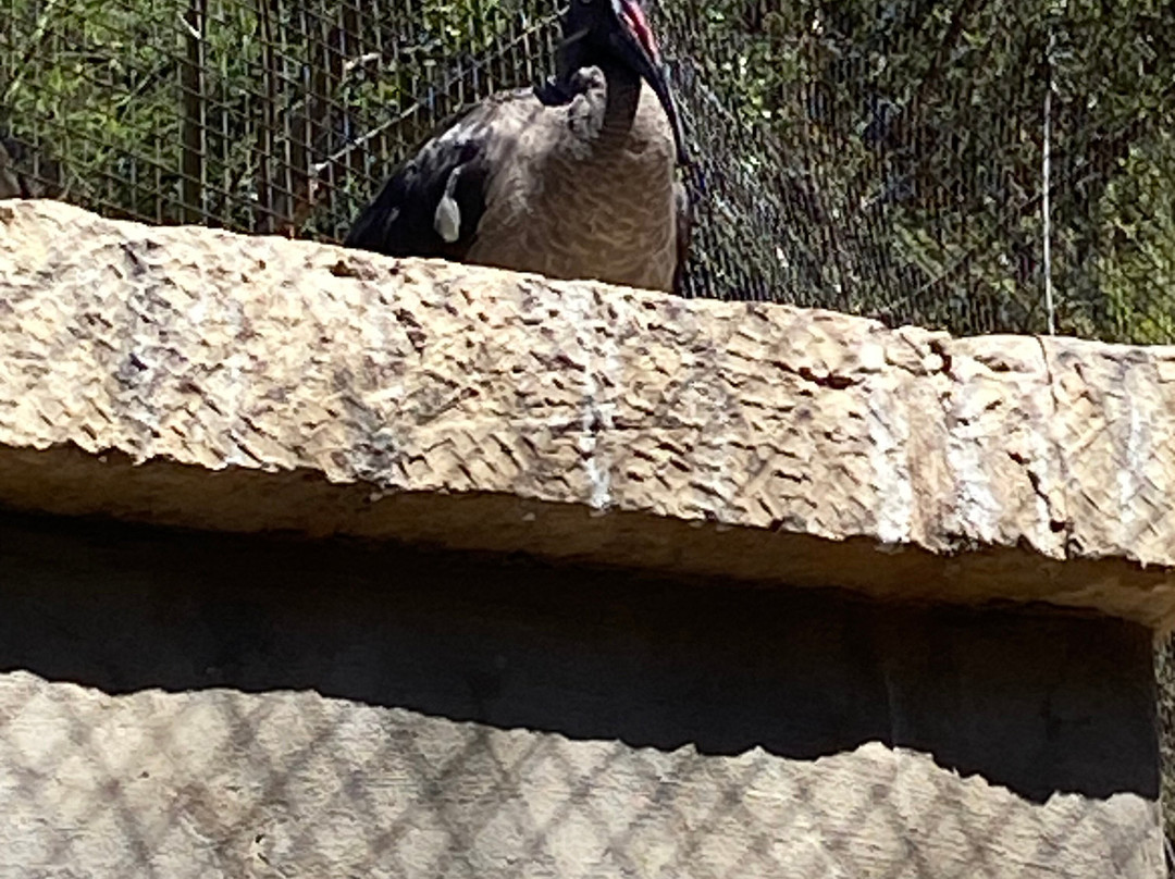 San Antonio Zoo-圣安东尼奥市必去景点