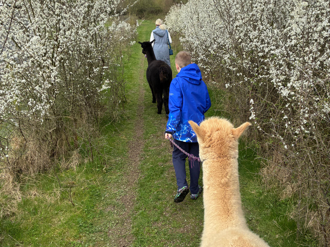 Brackenfield Alpacas-马特洛克必去景点