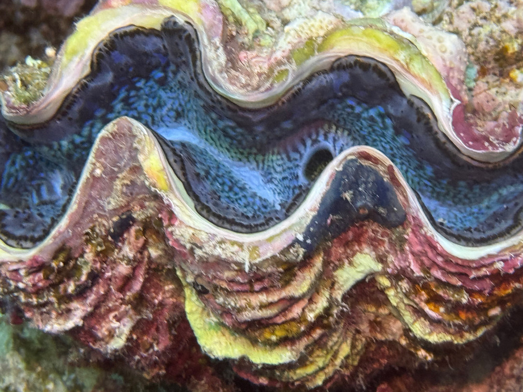 Extra Divers Worldwide El Quseir-艾尔可西利亚必去景点