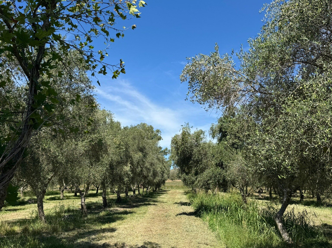 Rosnay Organic Wines of Australia-Canowindra必去景点