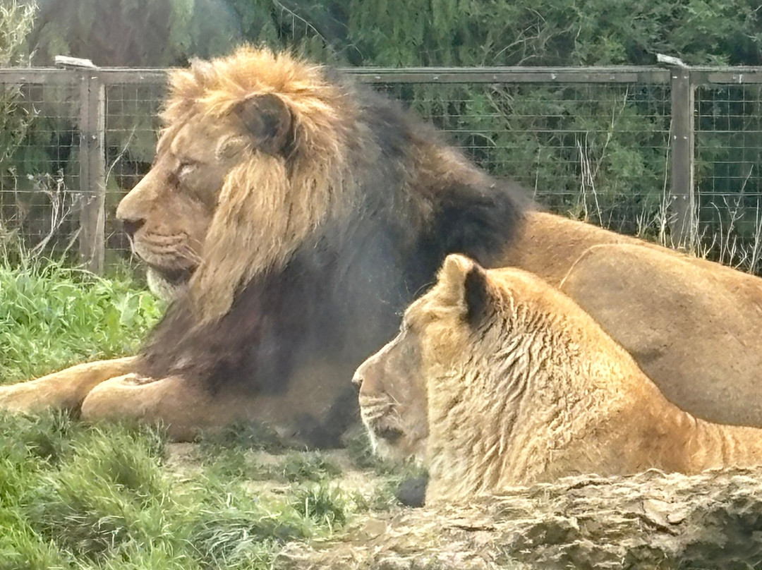科茨沃尔德野生动物公园和花园-伯福德必去景点