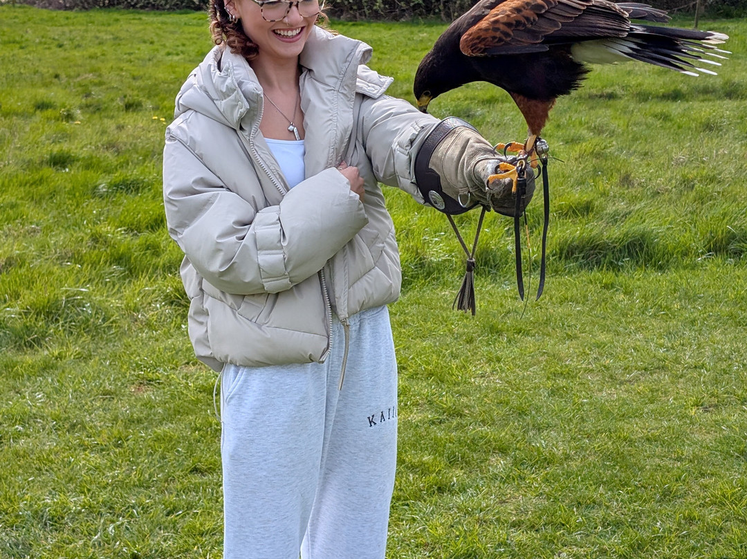Bird on the Hand Falconry Experiences-Church Langton必去景点