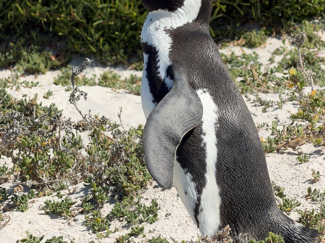 Boulders Beach Penguin Colony-西门镇必去景点