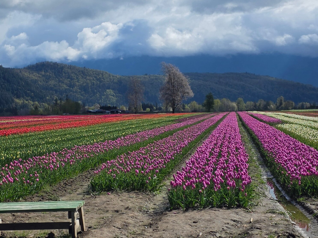 Harrison Tulip Festival