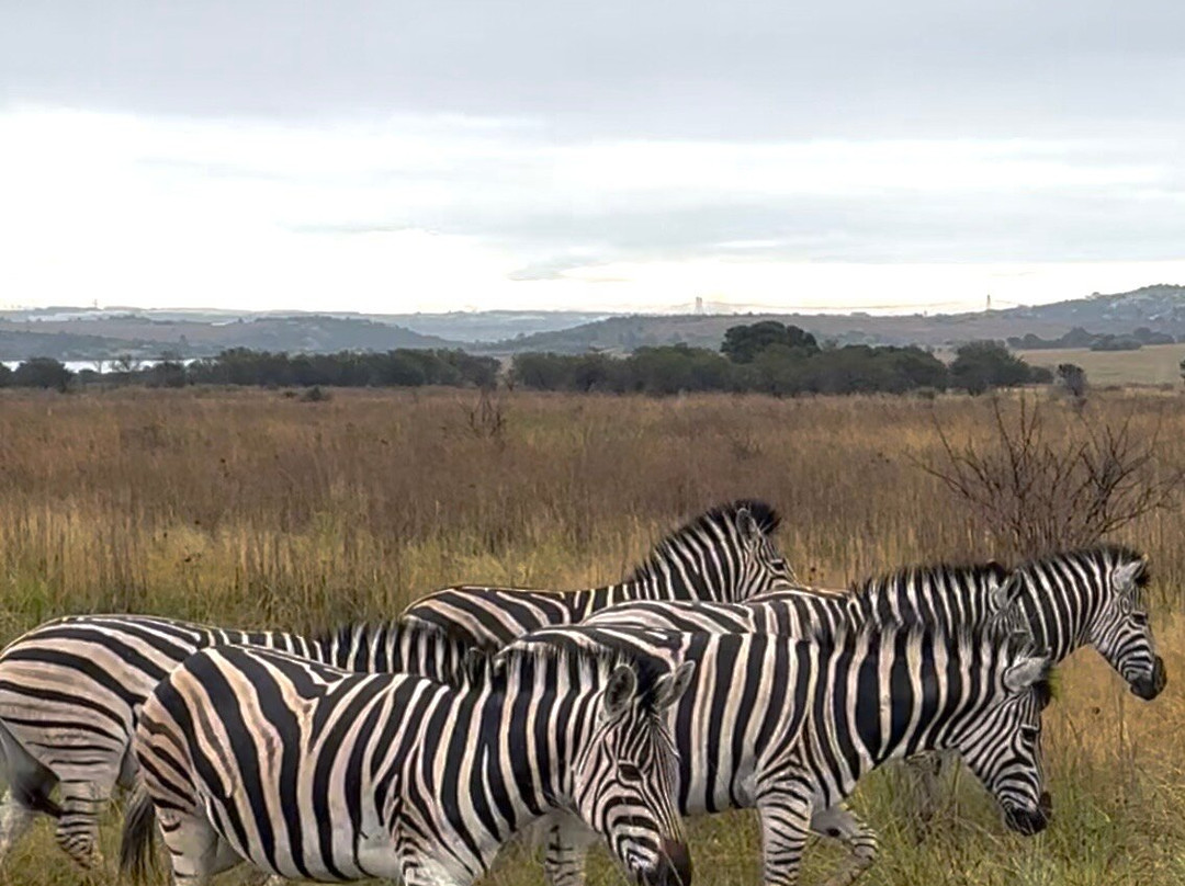 Dlamini 4 Africa Tours & Safaris-比勒陀利亚必去景点