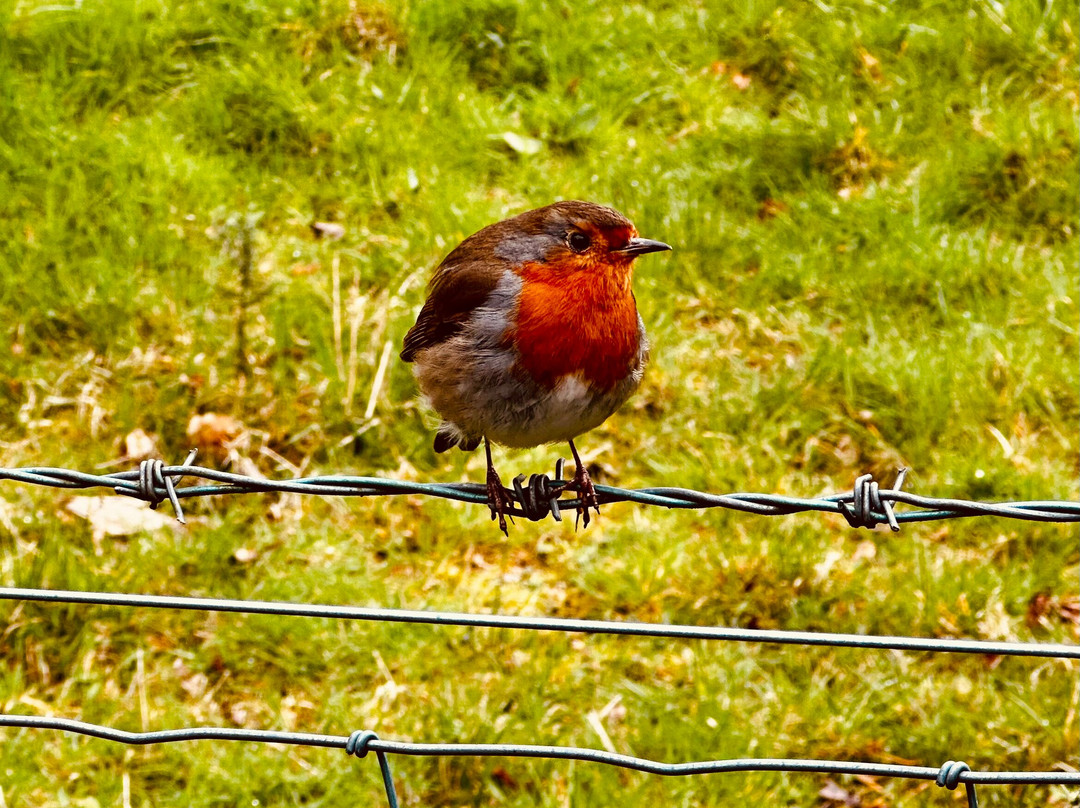 Roe Valley Country Park-Limavady必去景点