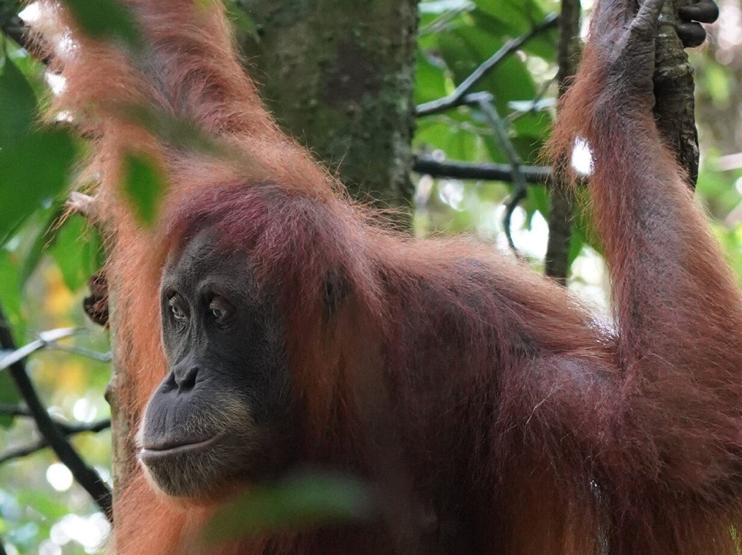 Bukit Lawang Jungle Trekking-武吉拉旺必去景点