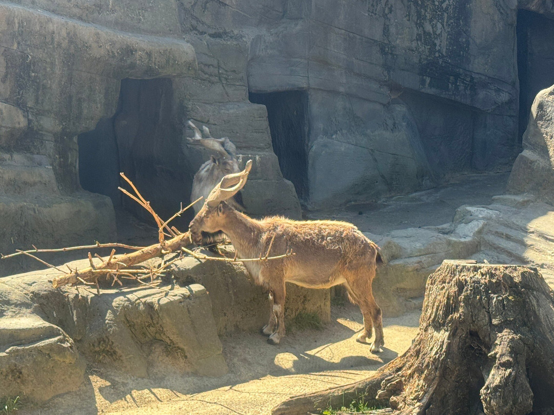 Zoo Antwerpen (dierentuin)-安特卫普必去景点