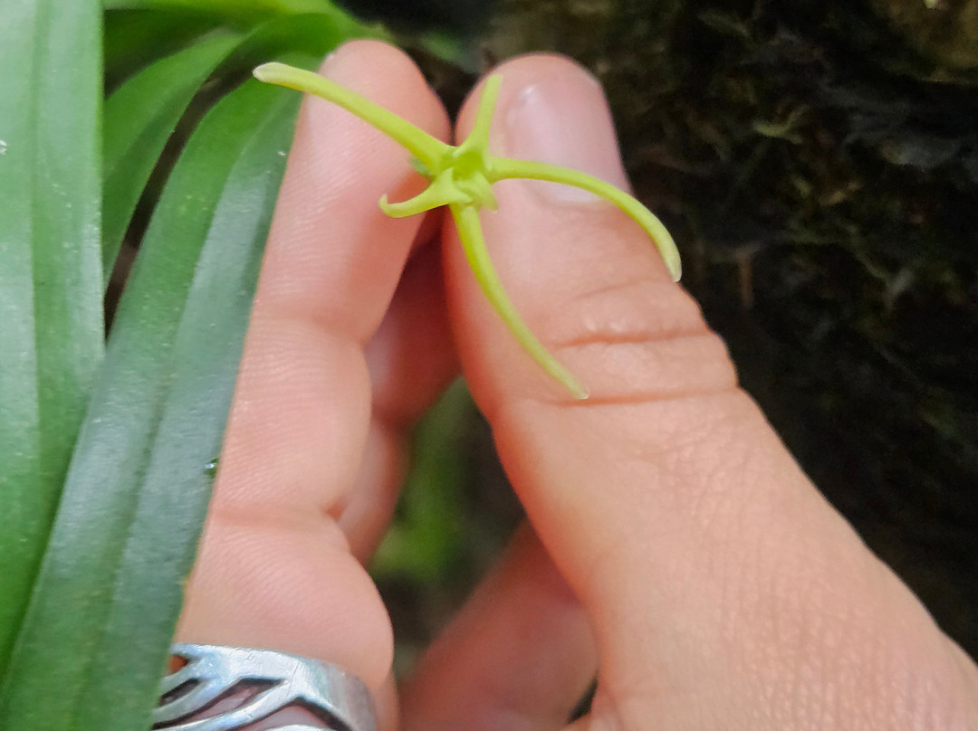Monteverde Orchid Garden-圣埃伦娜必去景点