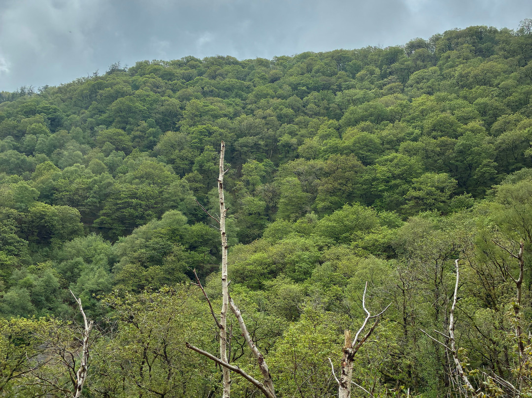 Vale of Rheidol Railway-阿伯里斯特威斯必去景点