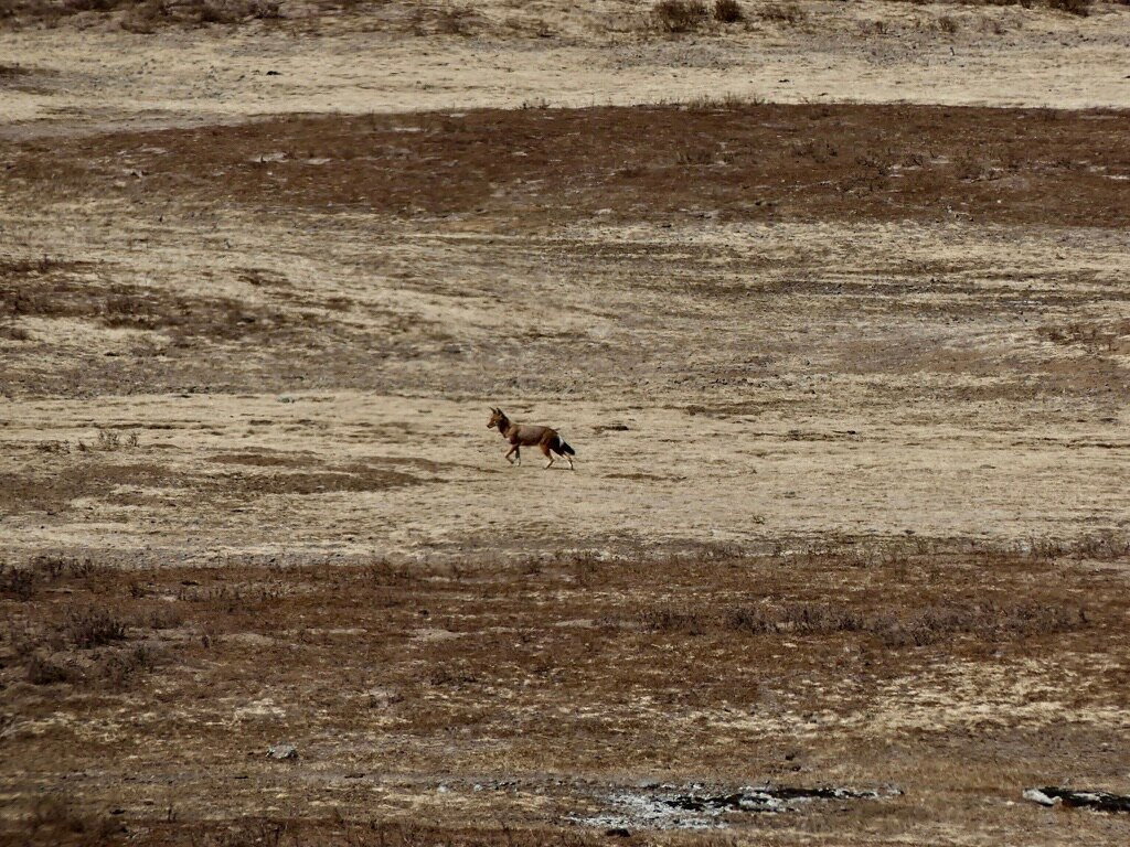 Bale Mountains Brilliant Tours-Goba必去景点